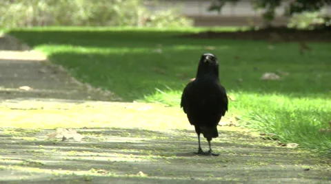 A crow walking left to right Stock Footage 49861576