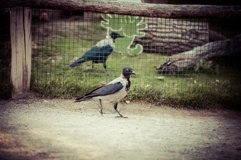 Crow Walking on a Path in Nature Stock Photos