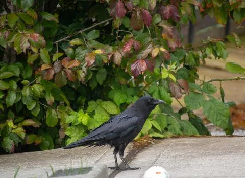 A crow walking on the sidewalk Stock Photos