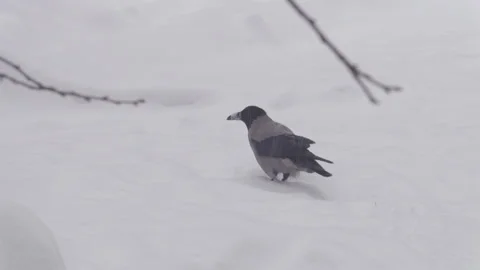 Crow walking on snow Video stock 328849685