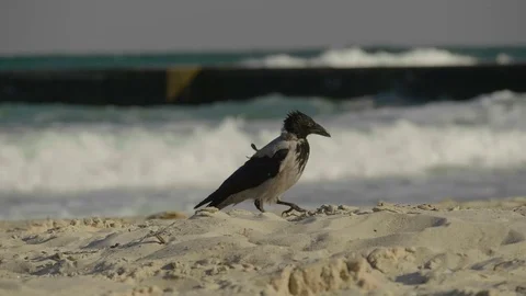 A crow walks along the beach. Stock Footage 80576485