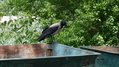 A crow walks along the edge of the garbage can and looks into the garbage can. Vídeos de archivo 259159186