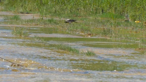 Crow walks along the river bed in search of food Stock Footage 123582935