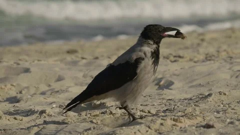 The crow walks along the sandy beach with a piece of bread in its beak. Stock Footage 80576798