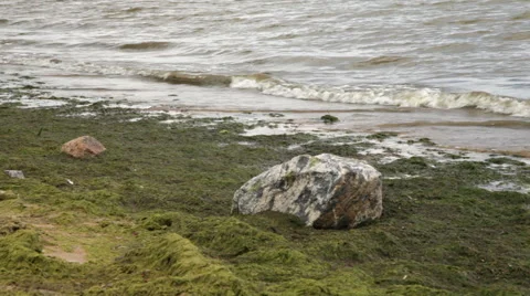 Crow walks on the beach 스톡 동영상 65025493