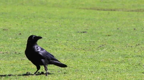 Crow walks to camera and gets scared 스톡 동영상 67338858