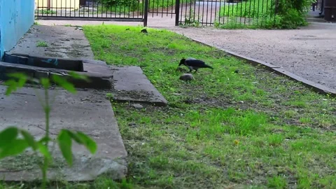 Crow walks on grass Stock Footage 133313991