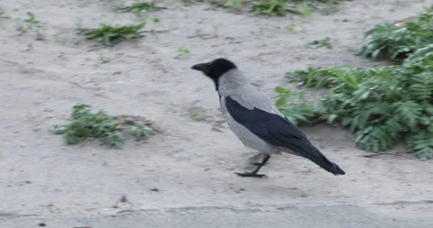 Crow walks in the park in spring Stock Footage 133745326