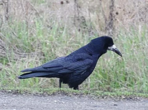A crow walks. In Romania Фото