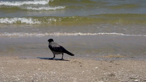 Crow walks on sand on beach along sea. Baltic Sea. Stock Footage 287205531