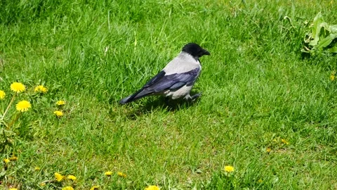 A crow walks through a clearing with dandelions. Video stock 153803948
