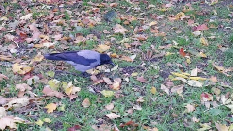 A crow walks through the grass looking for food. 4k. Stock Footage 164114666