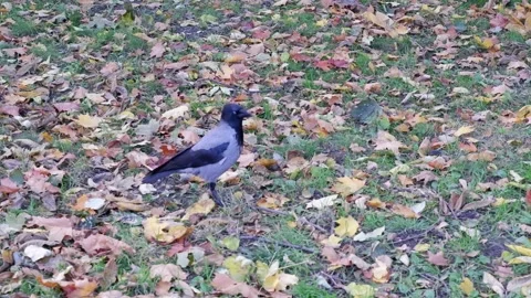 A crow walks through the grass looking for food. 4k. Stock Footage 164765163