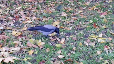 A crow walks through the grass looking for food. 4k. Stock Footage 165939397
