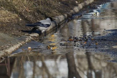 A crow walks through spring puddles Stock Photos