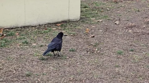 A crow walks through a winter park looking for food Green grass and cold weather Stock-Footage 296369566