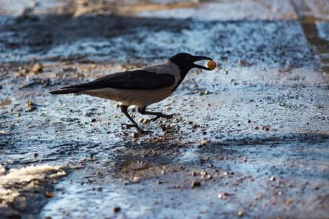 Crow with a walnut in a beak on a wet road. Springtime photo. Stock Photos