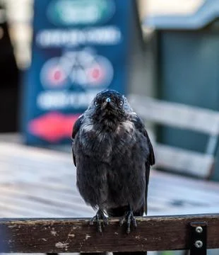 Crow watching Stock Photos