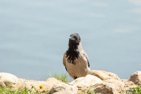 Crow water background Stock Photos