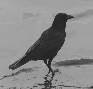 Crow in the water Stock Photos