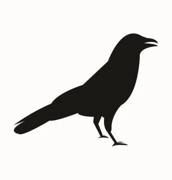 Crow on white Stock Illustration
