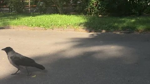 Crow, a wild hooded bird foraging for food on asphalt ground, walking around a Stock Footage 336924936