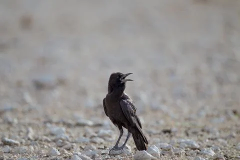 Crow in the wilderness Foto stock