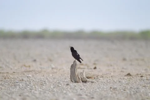 Crow in the wilderness Stock Photos