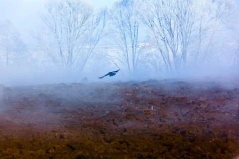 Crow in winter landscape Stock Photos