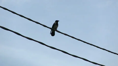 Crow on the wire Stock Footage 37664275