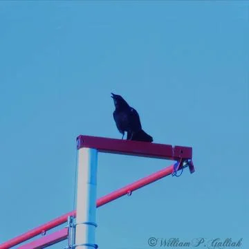 Crow on the Wire Foto stock