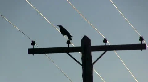Crow on wire silhouette Stock Footage 10881273