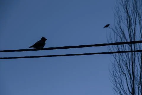 Crow on the wires Stock Photos