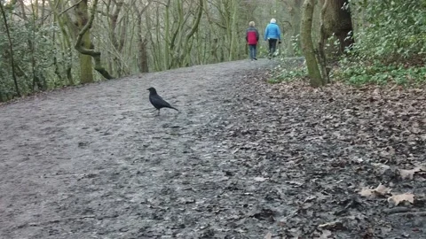 Crow in woodland Stock Footage