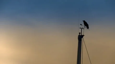 Crow on a yacth pole. Stock Footage 3129134