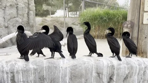 Crow in zoo. 4K video Stock Footage 300474501
