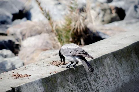 Crow_0186 Stock Photos