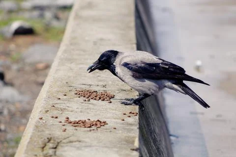 Crow_0189 Stock Photos