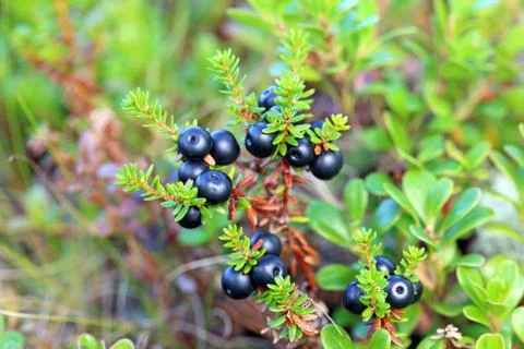 Crowberry 스톡 사진