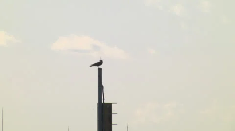 Crow,Branch,Silhouette Stock Footage 22669277