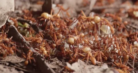 Crowd of Amazon army ants collecting larvas in colony on forest floor - Stock Footage 172319198