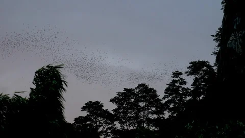 Crowd of bats go out from cave at cliff in the mountain Stock Footage 117011322