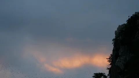 Crowd of bats go out from cave at cliff in the mountain in Thailand Stock Footage 117012072