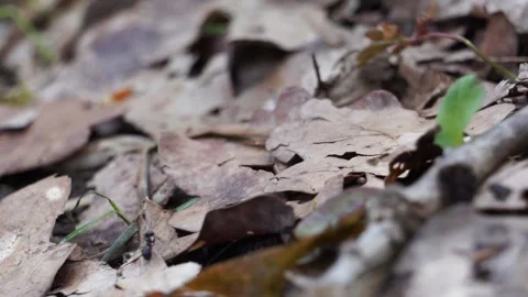 Crowd of black ants walking on forest ground between leaves and plants Vidéo 161928620