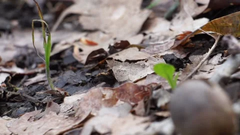 Crowd of black ants walking on forest ground between leaves and plants Vidéo 161928851