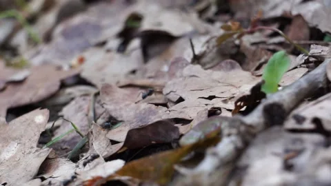Crowd of black ants walking on forest ground between leaves and plants Vidéo 161928942