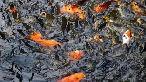 Crowd of Carp and Koi Fish Swarming at the Water Surface During Feeding Time 스톡 동영상 344088799