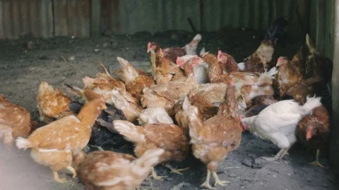 Crowd of Chickens Video stock 99939894