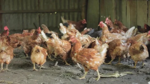 Crowd of Chickens Stock Footage 99939946