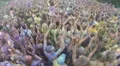 Crowd covered in colored powder paint, festival atmosphere HD Footage